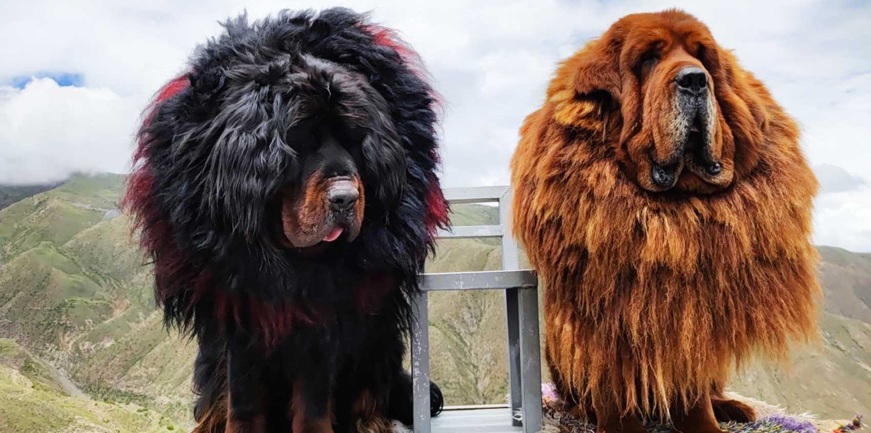 Самая большая собака в мире тибетский мастиф 112 кг фото цена